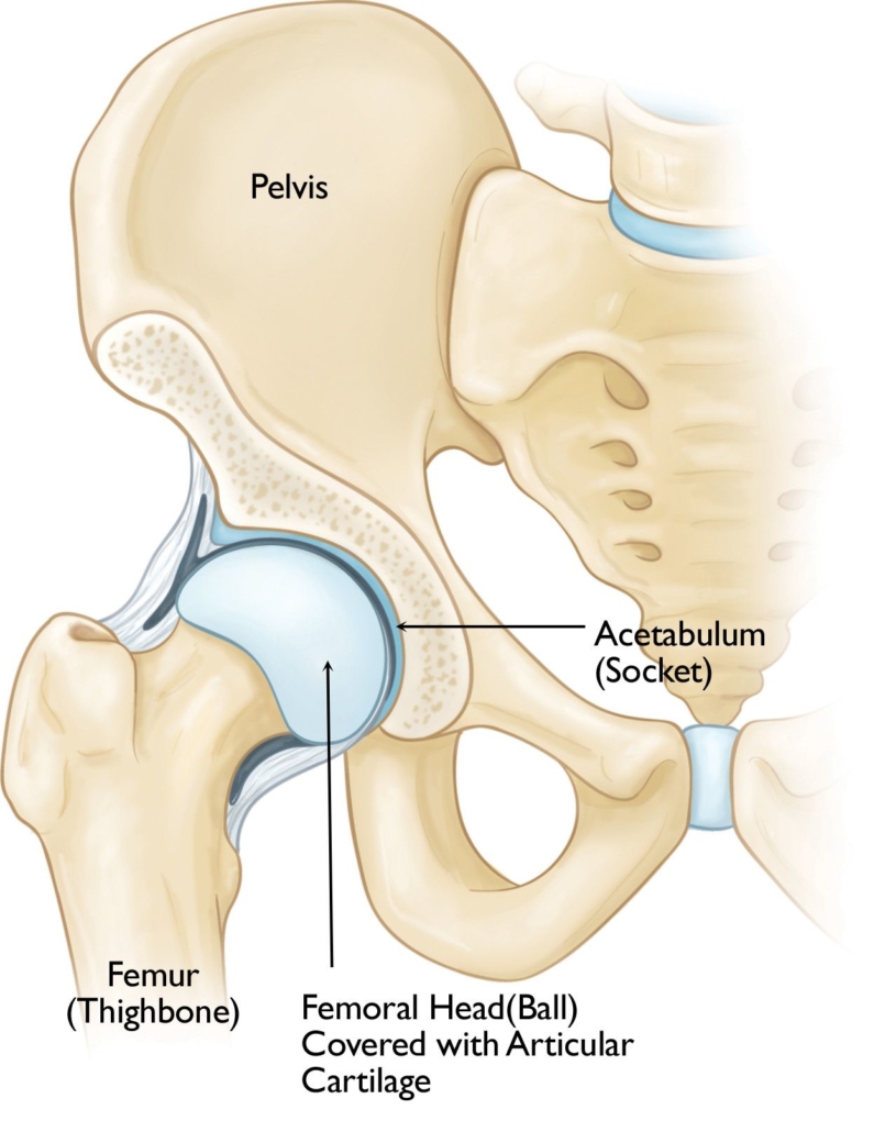 The normal anatomy of the hip.