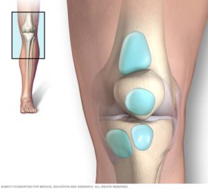 Anatomy of Knee