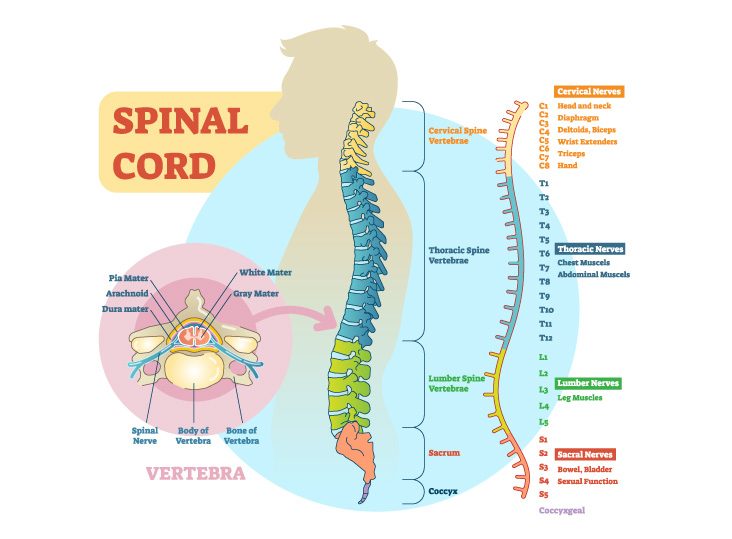 The Cervical Spine: Anatomy, Function, and Common - Spine Center